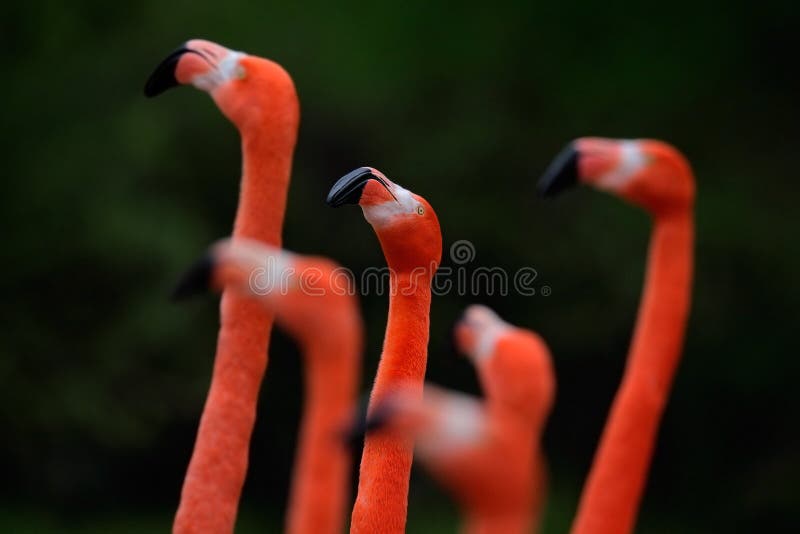 Volée de flamant chilien, chilensis de Phoenicopterus, grand oiseau rose gentil avec le long cou, dansant dans l'eau, animal dans photos libres de droits Volée de flamant chilien, chilensis de Phoenicopterus, grand oiseau rose gentil avec le long cou, dansant dans l'eau, animal dans photos libres de droits
