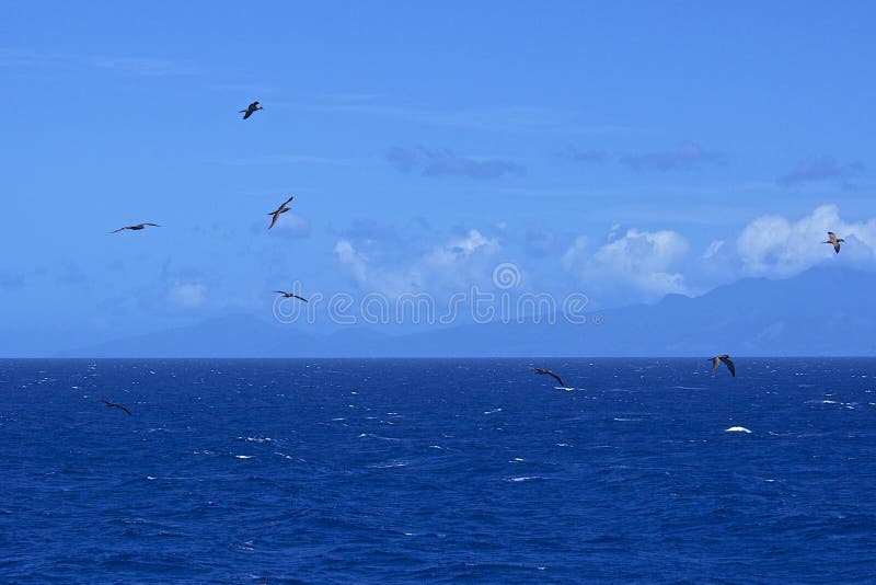 Volée des oiseaux au-dessus de la mer photo libre de droits Volée des oiseaux au-dessus de la mer photo libre de droits
