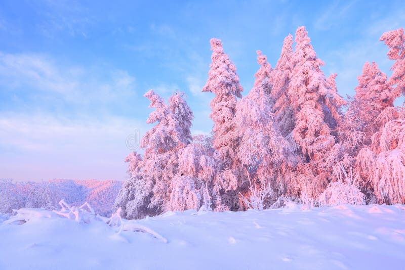 Vom Schnee bedeckt ist Rasen dort eine Ansicht zu den netten Bäumen, die durch Frost und Schnee bedeckt werden Hellrosa Sonnenstr lizenzfreies stockfoto Vom Schnee bedeckt ist Rasen dort eine Ansicht zu den netten Bäumen, die durch Frost und Schnee bedeckt werden Hellrosa Sonnenstr lizenzfreies stockfoto