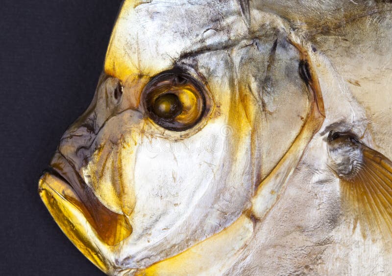 Vomer smoked stock photo. Image of bluntnose, dried, fish 27330126