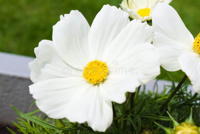 Von Blumen im Sommer zuerst bl?hen lizenzfreie stockfotos Von Blumen im Sommer zuerst bl?hen lizenzfreie stockfotos