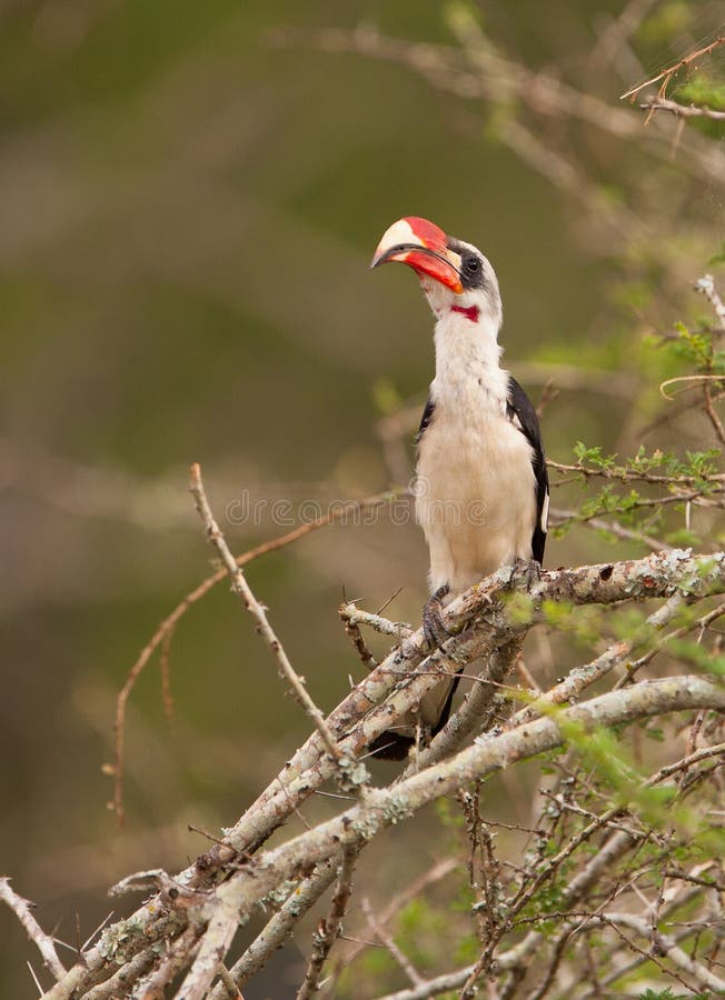 A male Von der Decken's Hornbill (Tockus deckeni) sits on a tree at Lake Nakuru National Park. A male Von der Decken's Hornbill (Tockus deckeni) sits on a tree at Lake Nakuru National Park.