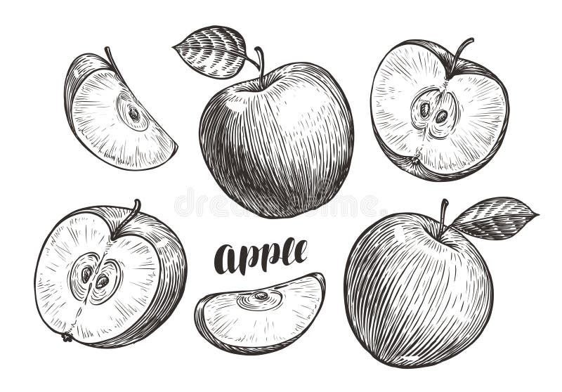 Von Hand gezeichnete Äpfel und Scheiben, Skizze Fruchtkonzept Weinlesevektorillustration vektor abbildung Von Hand gezeichnete Äpfel und Scheiben, Skizze Fruchtkonzept Weinlesevektorillustration vektor abbildung