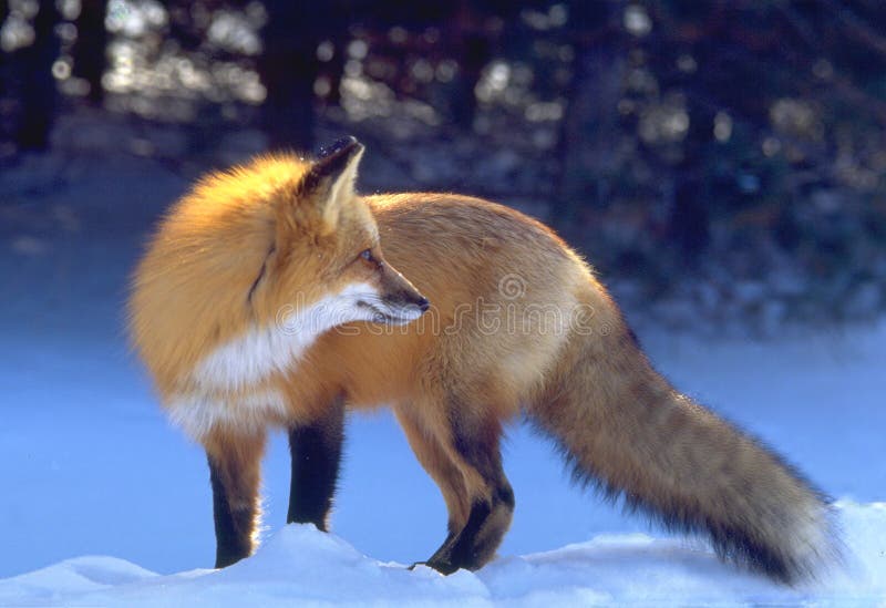 Von hinten beleuchteter roter Fuchs lizenzfreie stockfotografie Von hinten beleuchteter roter Fuchs lizenzfreie stockfotografie