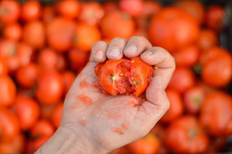 Von männlicher Hand gemahlene Tomate vor dem Hintergrund einer Box mit einer großen Anzahl von Tomaten. das Konzept der Ernährung stockfotografie