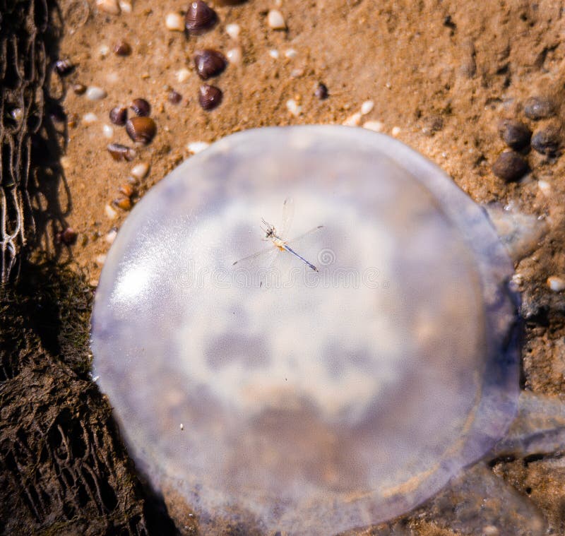 Vond die kwallen bij kust op Kuanniang, Thailand stock fotografie Vond die kwallen bij kust op Kuanniang, Thailand stock fotografie