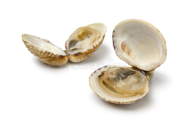 Vongole warty cucinate fresche di Venere fotografie stock libere da diritti
