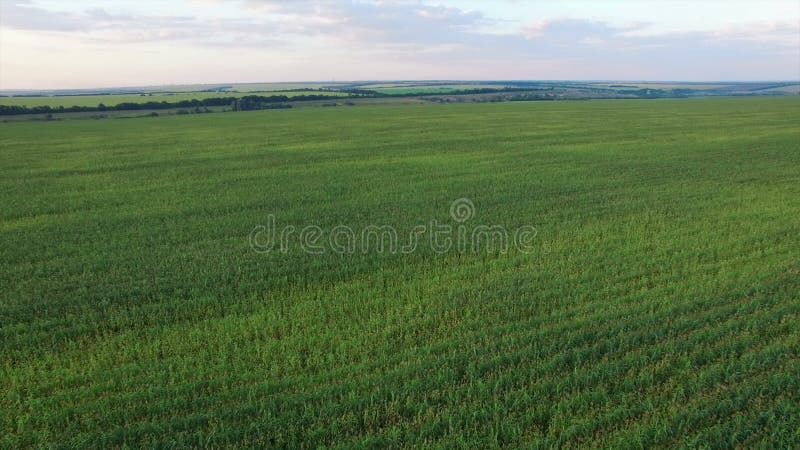 Voo Aero sobre o campo de milho no por do sol