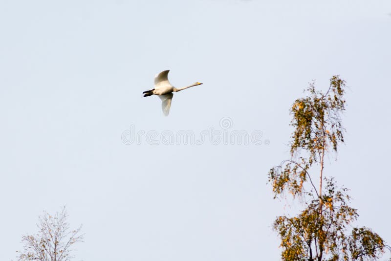 Voo branco em um céu nebuloso azul, Finlandia da cisne foto de stock Voo branco em um céu nebuloso azul, Finlandia da cisne foto de stock