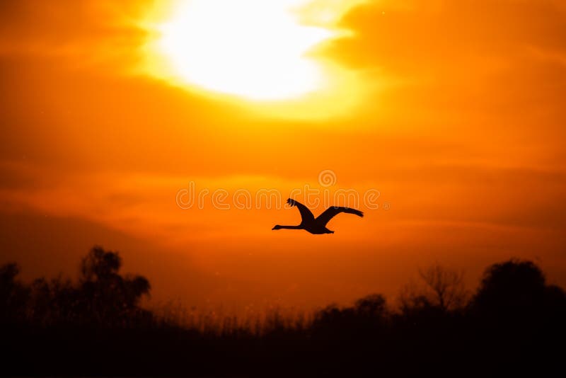Voo da cisne no por do sol no delta de Danúbio, ornitologia dos animais selvagens de Romênia foto de stock Voo da cisne no por do sol no delta de Danúbio, ornitologia dos animais selvagens de Romênia foto de stock