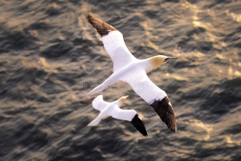 Voo da gaivota acima do mar