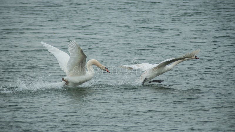 Voo de duas cisnes no lago imagens de stock royalty free