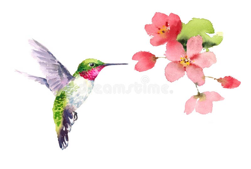 Voo do colibri em torno da aquarela das flores ilustração royalty free Voo do colibri em torno da aquarela das flores ilustração royalty free