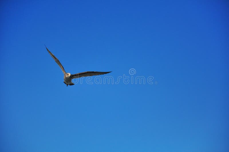 Voo do pássaro foto de stock royalty free Voo do pássaro foto de stock royalty free