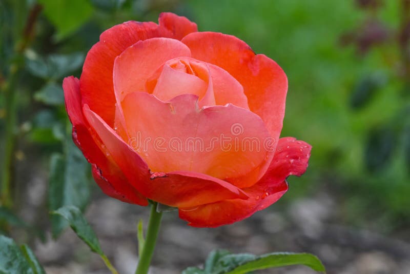 Voodoo Orange Rose stock photo. Image of rosaceae, flower - 94577096