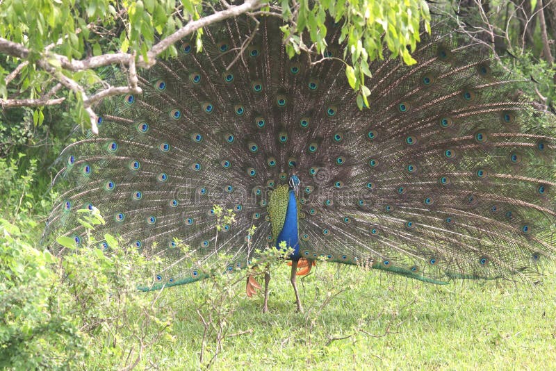 Animal portrait for the front view of courtship behavior of wild peafowl with rain forest in Sri Lanka. Animal portrait for the front view of courtship behavior of wild peafowl with rain forest in Sri Lanka.