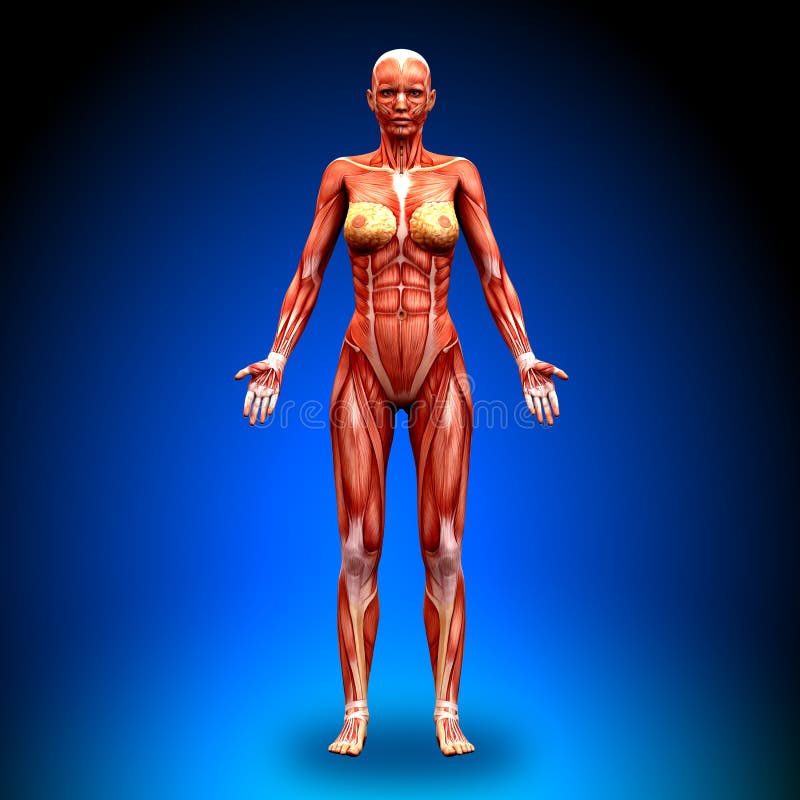 Voorafgaande mening - Vrouwelijke Anatomiespieren stock illustratie Voorafgaande mening - Vrouwelijke Anatomiespieren stock illustratie
