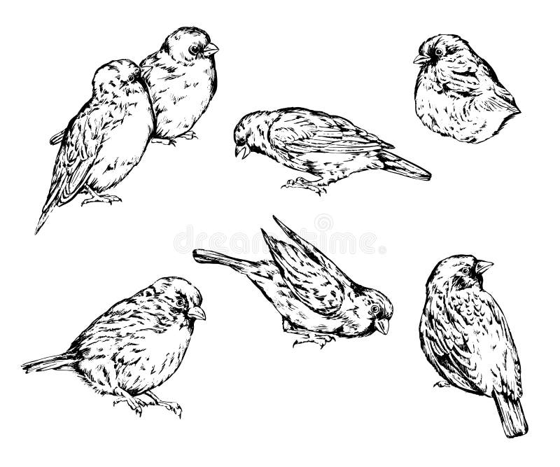 Realistic Sparrow Flying and Sitting on Branch. Vector Illustration of ...