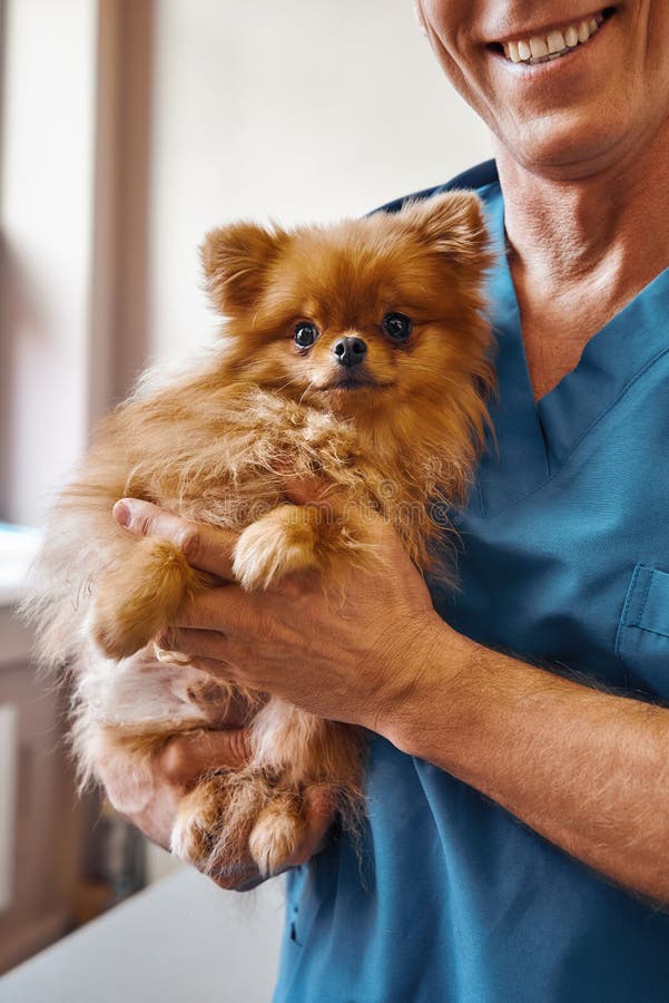 Vor Überprüfung Netter männlicher Tierarzt, der einen netten kleinen Hund mit erschrockenen Augen bei der Stellung an der Veterin stockbild Vor Überprüfung Netter männlicher Tierarzt, der einen netten kleinen Hund mit erschrockenen Augen bei der Stellung an der Veterin stockbild
