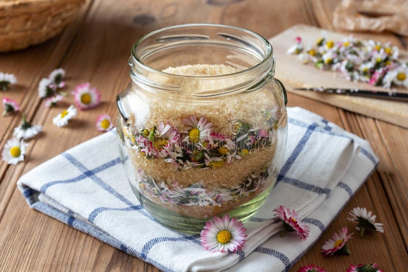 Vorbereitung des Gänseblümchensirups von den frischen Rasengänseblümchenblumen stockbild Vorbereitung des Gänseblümchensirups von den frischen Rasengänseblümchenblumen stockbild