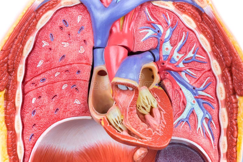 Vorbildlicher menschlicher Körper mit den Lungen und Herzen