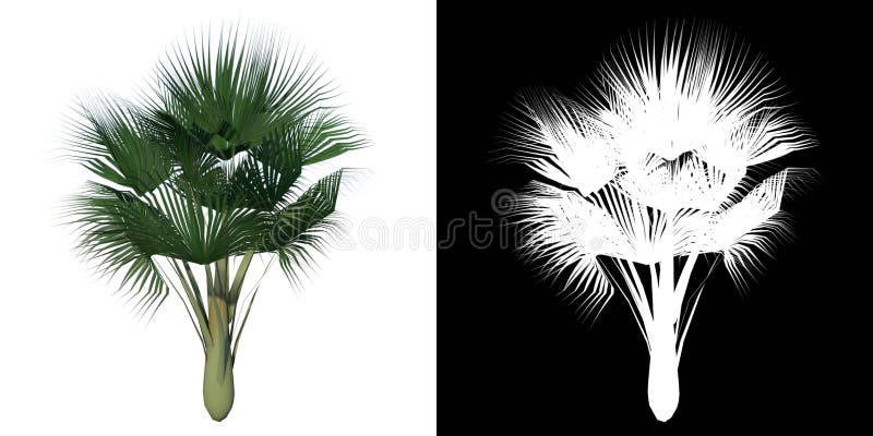 Vorderansicht Der Pflanze Lodoicea Maldivica Meer Kokospalme 1 Baum Png Mit Alphakanal Zu Ausschnitt Mit 3d Rendering Gemacht Stock Abbildung Illustration Von Banane Blumen 215160707