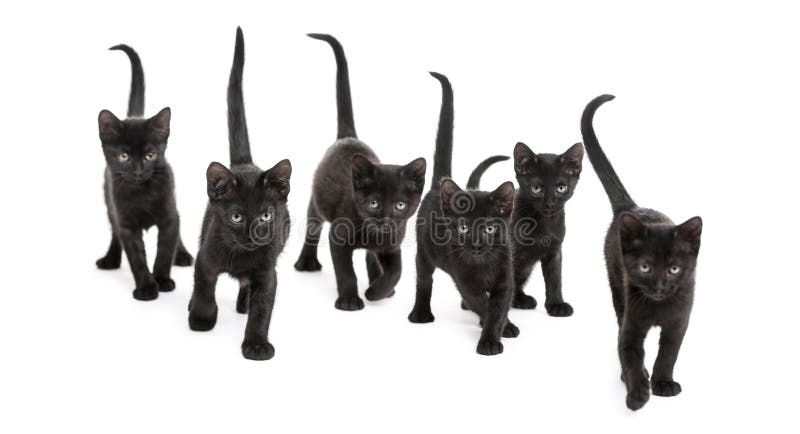 Vorderansicht einer Gruppe des schwarzen Kätzchens lizenzfreies stockbild