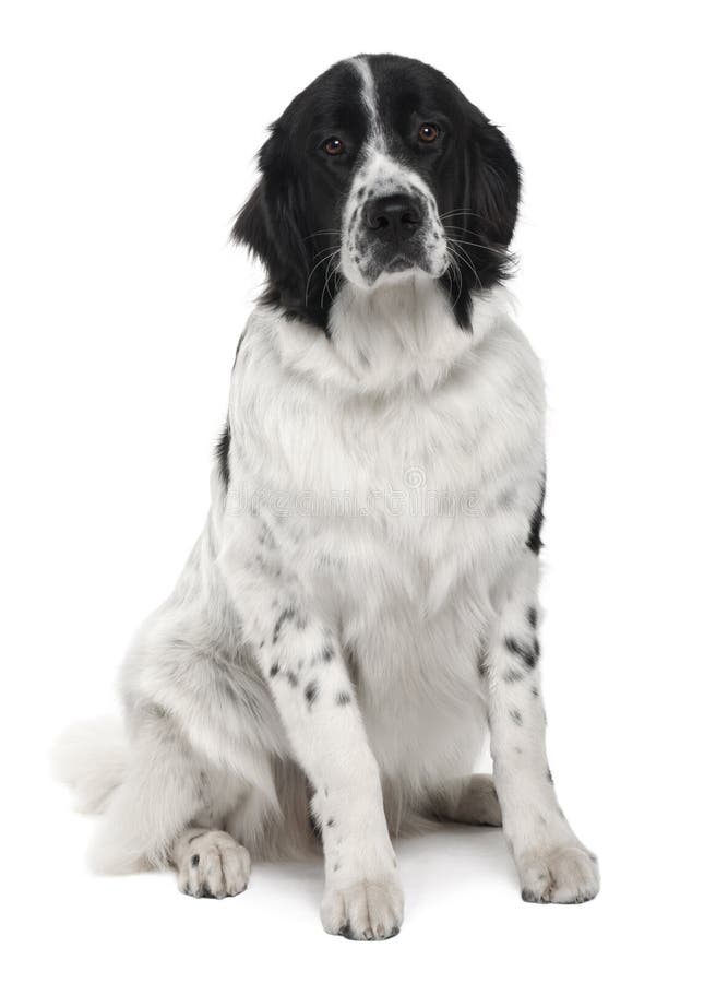 Vorderansicht Landseer Hund, Sitzend Stockfoto Bild von säugetier