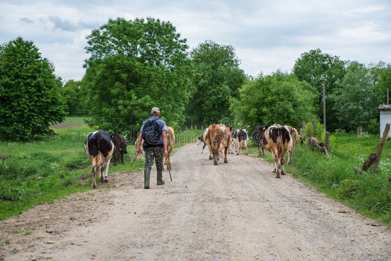 Voroblevychi village, Drohobych district, Western Ukraine - April 14, 2019 Shepherd leads herd of cows home from the pasture royalty free stock photos Voroblevychi village, Drohobych district, Western Ukraine - April 14, 2019 Shepherd leads herd of cows home from the pasture royalty free stock photos
