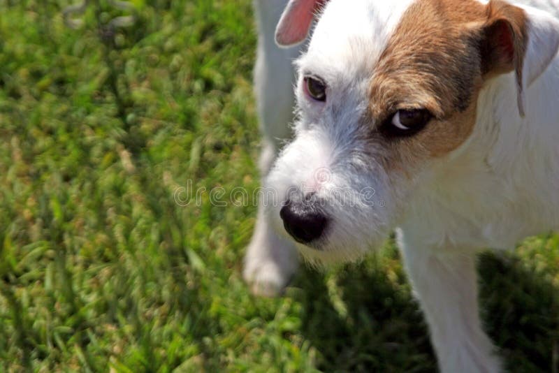 Vorsichtiger Jack Russell stockfotos Vorsichtiger Jack Russell stockfotos