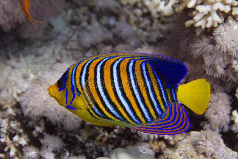 Vorstelijke Zeeëngel in Rode Overzees royalty-vrije stock fotografie Vorstelijke Zeeëngel in Rode Overzees royalty-vrije stock fotografie