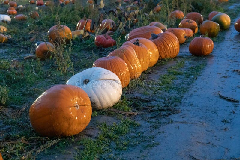 Vorwählen von Kürbisen für Halloween stockfotos Vorwählen von Kürbisen für Halloween stockfotos