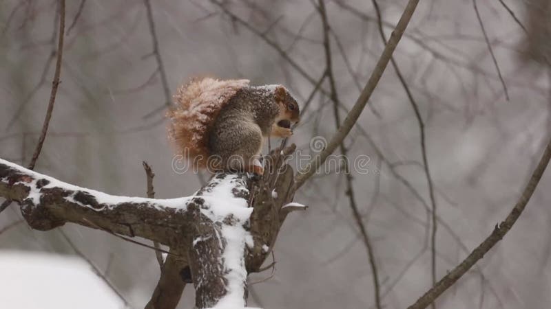 Vos squirrel sciurus niger tijdens winterstorm