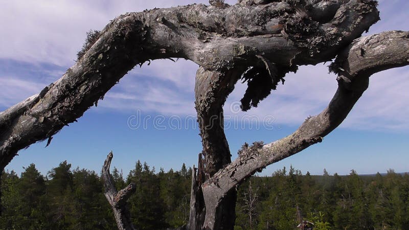 Abnormal mountain in Karelia, ugly trees, mystical landscapes. There are more than one and a half thousand stone sades. The sinister secret of the mountain is still not revealed. Here are the remains of an ancient civilization Hyperborea. In ancient times-a cult place of sacrifice. Here time stops and often fail electrical appliances, people disappear. Periodically you notice a UFO. Irrational fear and fear of those who rises to the mountain. Abnormal mountain in Karelia, ugly trees, mystical landscapes. There are more than one and a half thousand stone sades. The sinister secret of the mountain is still not revealed. Here are the remains of an ancient civilization Hyperborea. In ancient times-a cult place of sacrifice. Here time stops and often fail electrical appliances, people disappear. Periodically you notice a UFO. Irrational fear and fear of those who rises to the mountain.