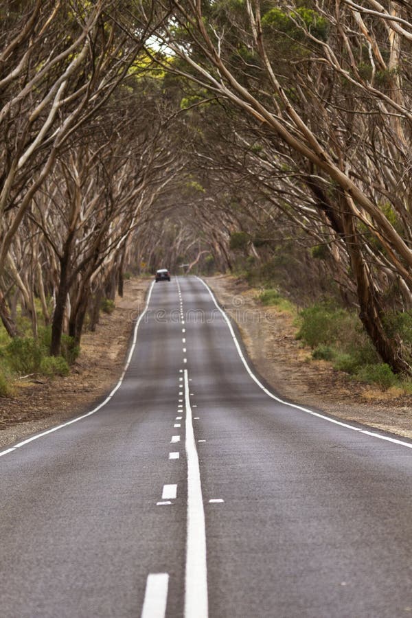 Road dips beneath am arching canopy of trees creating an ongoing journey image. Location is Kangaroo Island, South Australia. Road dips beneath am arching canopy of trees creating an ongoing journey image. Location is Kangaroo Island, South Australia.