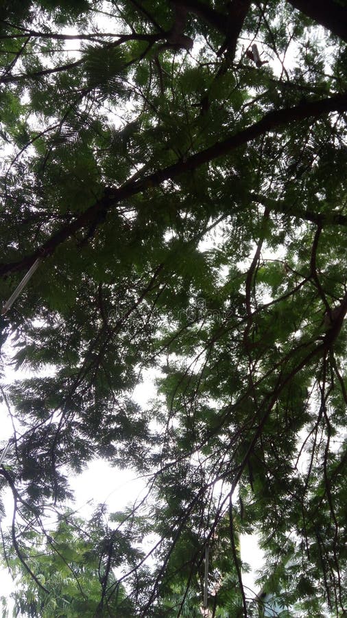 Voyez le ciel caché dans l'arbre image libre de droits Voyez le ciel caché dans l'arbre image libre de droits