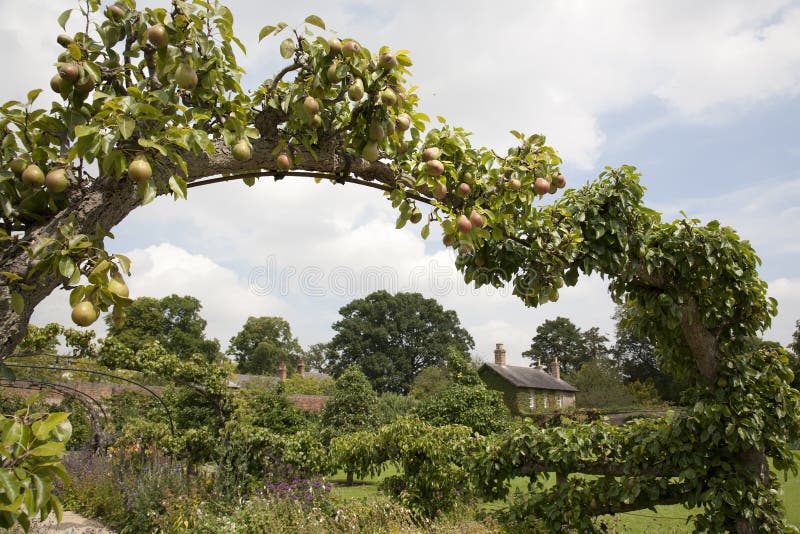 Voûte de poire dans le jardin de maison image stock Voûte de poire dans le jardin de maison image stock