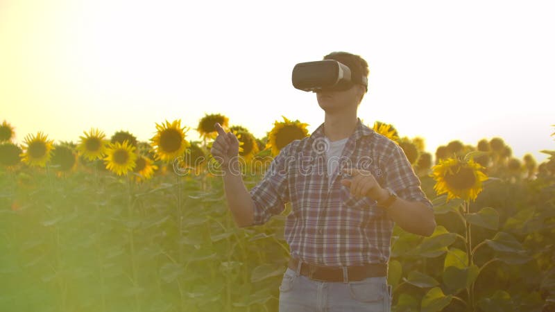 VR glasses for modeling sunflowers field in nature
