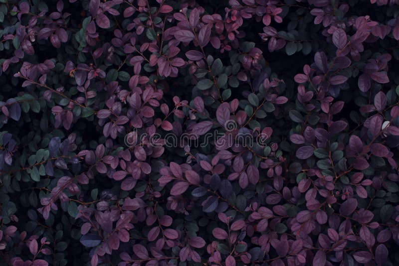 Vrai fond tropical de feuilles, feuillage de jungle images libres de droits Vrai fond tropical de feuilles, feuillage de jungle images libres de droits