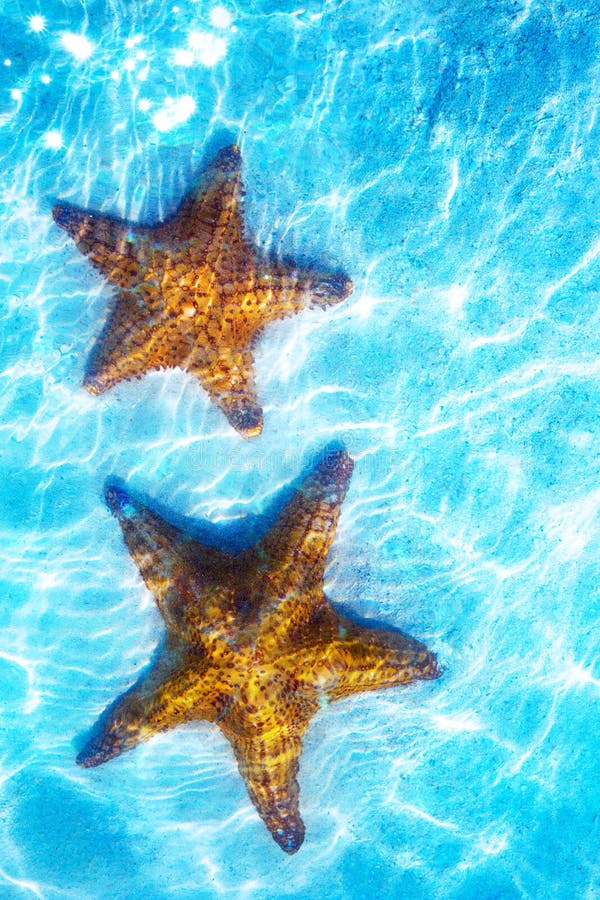 Vrai seastar vivant d'art sur un fond blanc de sable images stock Vrai seastar vivant d'art sur un fond blanc de sable images stock