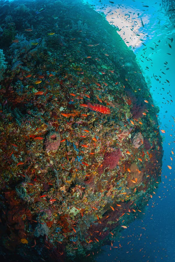 USAT Liberty was a United States Army cargo ship torpedoed by Japanese submarine I-166 in January 1942 and beached on the island of Bali, Indonesia. USAT Liberty was a United States Army cargo ship torpedoed by Japanese submarine I-166 in January 1942 and beached on the island of Bali, Indonesia