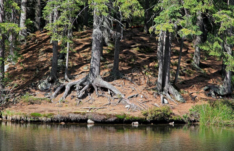 Vrbické pleso