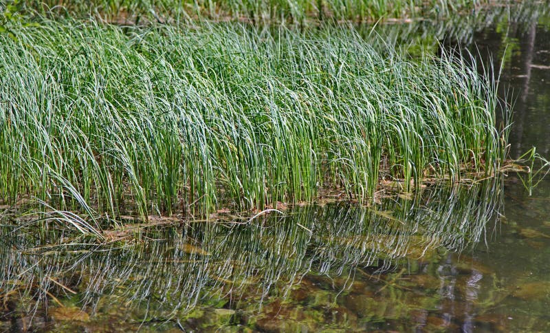 Vrbické pleso