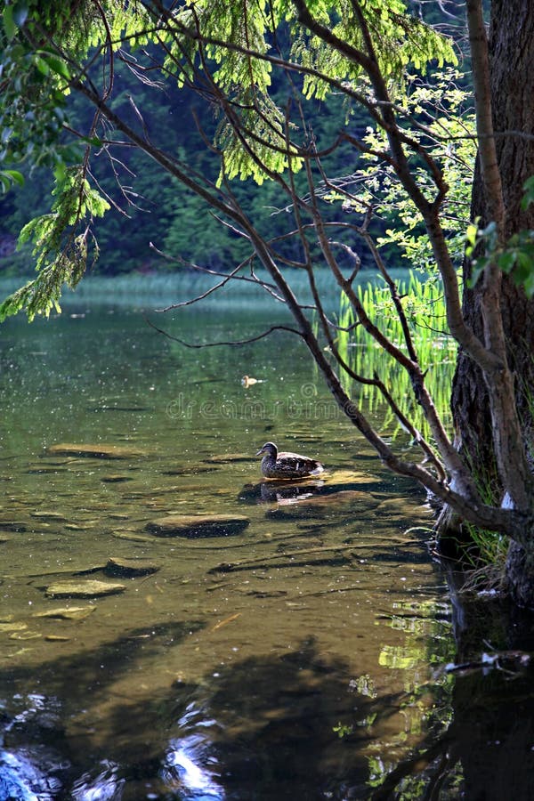 Vrbické pleso