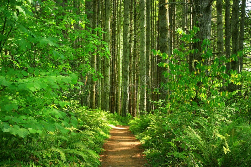 Vreedzaam Noordwesten Forest Trail royalty-vrije stock fotografie Vreedzaam Noordwesten Forest Trail royalty-vrije stock fotografie