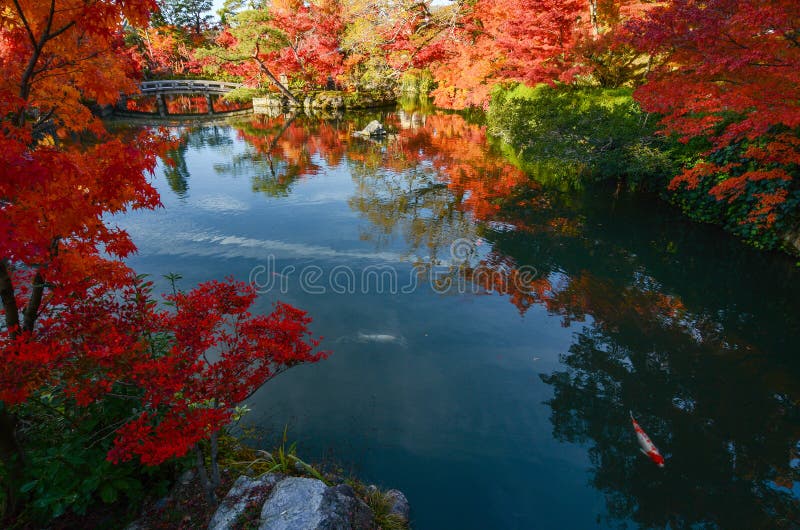 Vreedzame Japanse vijvertuin in de herfst met rode esdoornbomen in volledige dalingskleur royalty-vrije stock foto's Vreedzame Japanse vijvertuin in de herfst met rode esdoornbomen in volledige dalingskleur royalty-vrije stock foto's
