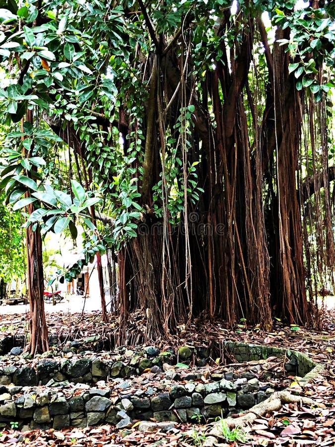 Vreemde boom in een botanische tuin, Mauritius Island stock fotografie Vreemde boom in een botanische tuin, Mauritius Island stock fotografie