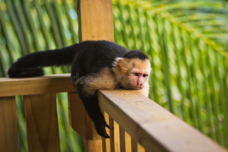 Vresig apa - Vit-vänd mot capuchin som ligger på ledstången royaltyfri foto Vresig apa - Vit-vänd mot capuchin som ligger på ledstången royaltyfri foto