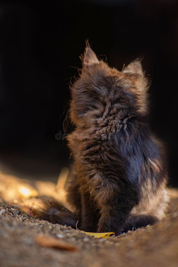 Vriendelijke katten op straat. dakloze katten hebben een nieuw huis nodig. eenzame dakloze kat royalty-vrije stock foto's Vriendelijke katten op straat. dakloze katten hebben een nieuw huis nodig. eenzame dakloze kat royalty-vrije stock foto's