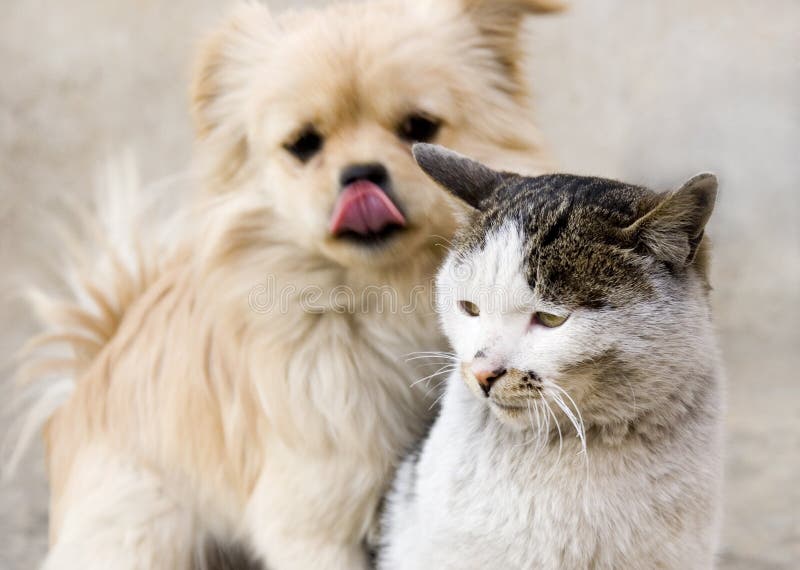 Grand Slager acuut Vriendschap Tussen Kat En Puppy Stock Afbeelding - Image of liefde, puppy:  13140199